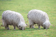 lincoln longwool rare breed at riseholme agricultural collage
