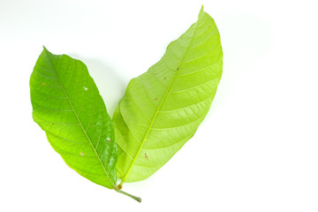 Leaf  cocoa Close up