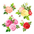 Lovely rose flower