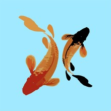 Koi Fish Illustration
