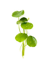 Poster - Gotu kola Close up