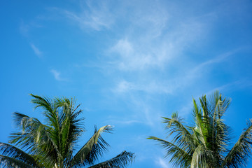 Top of  two coconut trees with sky behind, The area of the sky is spacious.