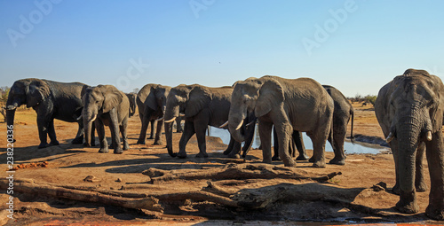 Fotografía Landscape view of a herd of elephants standing with the camp waterhole in the background against a pale blue clear sky