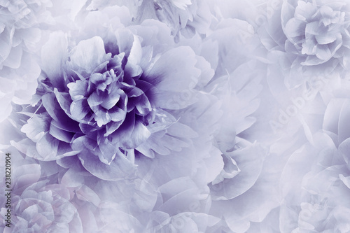Dekoracja na wymiar  kwiatowy-fioletowe-tlo-piwonie-kwiaty-z-bliska-na-przezroczystym-jasnoniebieskim-poltonie-b
