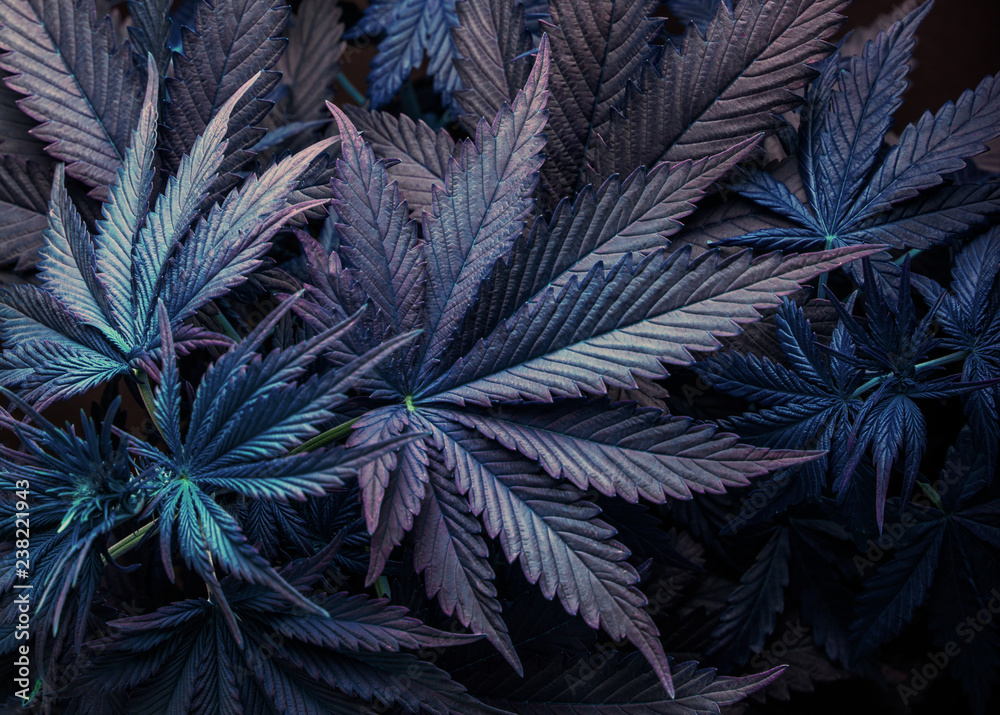 purple cannabis marijuana leaf - obrazy, fototapety, plakaty 