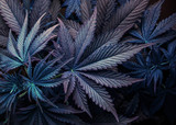 Fototapeta  - purple cannabis marijuana leaf