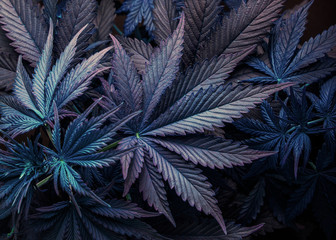 Wall Mural - purple cannabis marijuana leaf