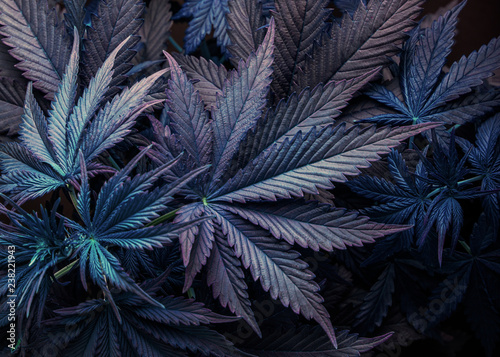 Fotografía purple cannabis marijuana leaf