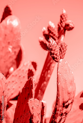 Obraz na płótnie LIVING CORAL 2019 background with cactus Living coral Color of the year 2019