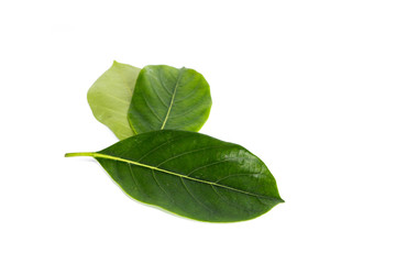 Sticker - Leaf Jackfruit Close up