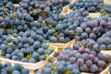 concord grapes