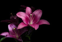 Lily Flowers With Leaves On A Black Background. Pink And Purple Lilies With Stamens And Pestle In The Light