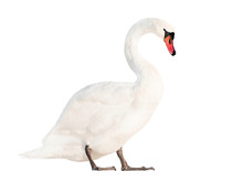 White Swan Isolated On White Background