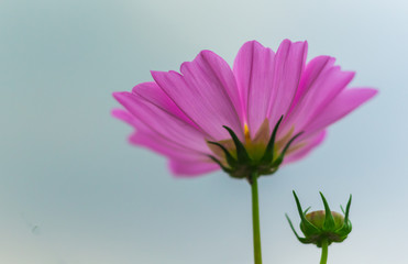 Wall Mural -    Pink cosmos flowers bloom in the garden	