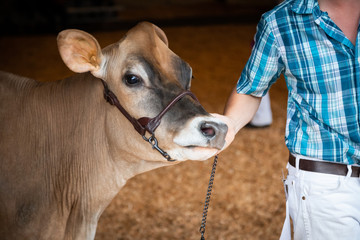 Portrait of a cow being led by a farmer