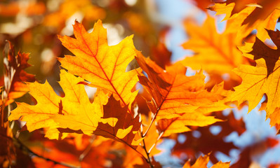 Wall Mural - Autumn foliage background. Colorful red brown orange leaves sunny day park scene. Red oak tree branch macro view photo