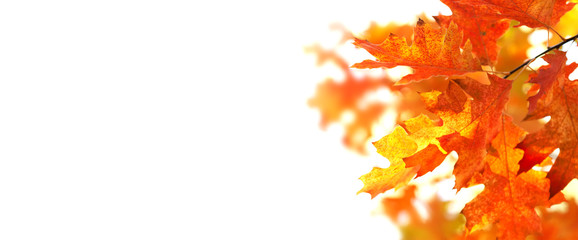 Wall Mural - Autumn leaves red oak foliage on white background. Macro view, selective focus copy space