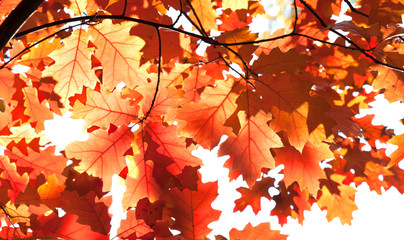 Wall Mural - Beautiful Red oak leaves background. Autumn foliage colorful orange brown leaves, sunny day forest scene. Selective focus.