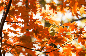 Wall Mural - beautiful red oak leaves background. autumn foliage colorful orange brown leaves, sunny day forest s