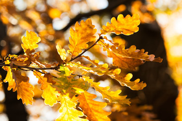 Wall Mural - Beautiful autumn landscape in the park. Oak tree foliage on soft blue background. Beautiful brown yellow leaves shallow depth of field.