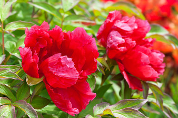 Wall Mural - peonies flowering on a bush in garden