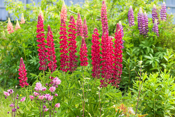 Wall Mural - flowers lupines flowering on a flower bed in a garden