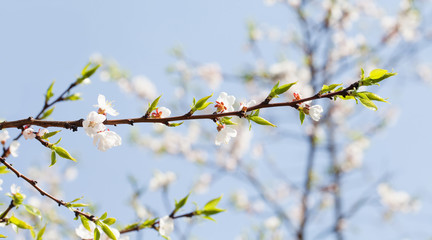 Wall Mural - Beautiful floral spring time background. Blooming flowering apple tree branch. Fresh green leaves and white flowers against blue sky background. Shallow depth of field.