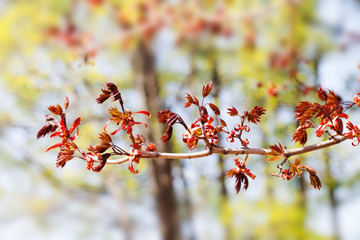 Wall Mural - Spring time colorful scene. maple tree branch with fresh red leaves, sunny day. soft focus, shallow depth of field