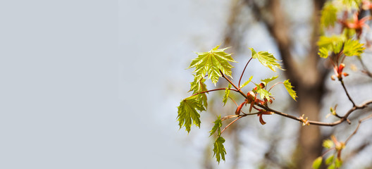 Wall Mural - Beautiful spring time floral background with red maple tree branch. Shallow depth of field, bright colors photography. copy space.