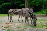 Fototapeta Sawanna - zebra in zoo
