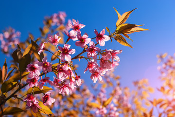 Wild Himalayan cherry blossom blooming.