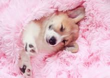 Funny Cute Puppy Sleeps Sweetly In Bed Wrapped In A Soft Pink Fluffy Blanket With His Eyes Closed And Sticking Out His Paws