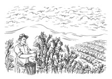 Man Gatherer Harvests Coffee At Coffee Plantation Landscape In Graphic Style Hand-drawn Vector Illustration.