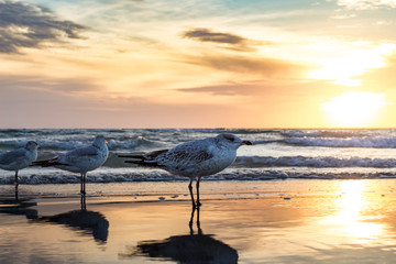 Wall Mural - 3 seagulls