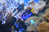 Fototapeta Do akwarium - tropical fish in aquarium