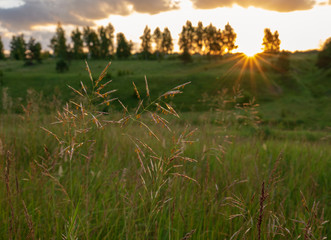 Summer landscape sunrise, meadow grass in the light. Natural summer landscape