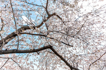 Wall Mural - looking up, below, low angle view at cherry blossom sakura trees isolated against sky perspective wi