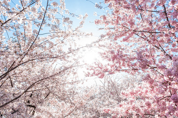 Wall Mural - looking up, low angle view of vibrant cherry blossom sakura trees isolated against sky perspective w
