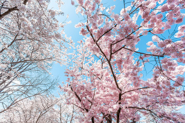 Wall Mural - looking up, low angle view on fluffy vibrant cherry blossom sakura trees isolated against sky perspe