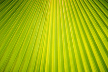Green Fan Palm Leaf