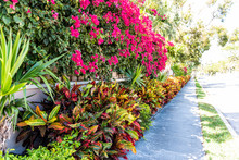 Vibrant Pink Bougainvillea Flowers In Florida Keys Or Miami, Green Plants Landscaping Landscaped Lining Sidewalk Street Road During Summer Spring Day