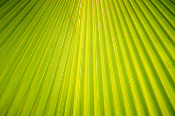 Green fan palm leaf