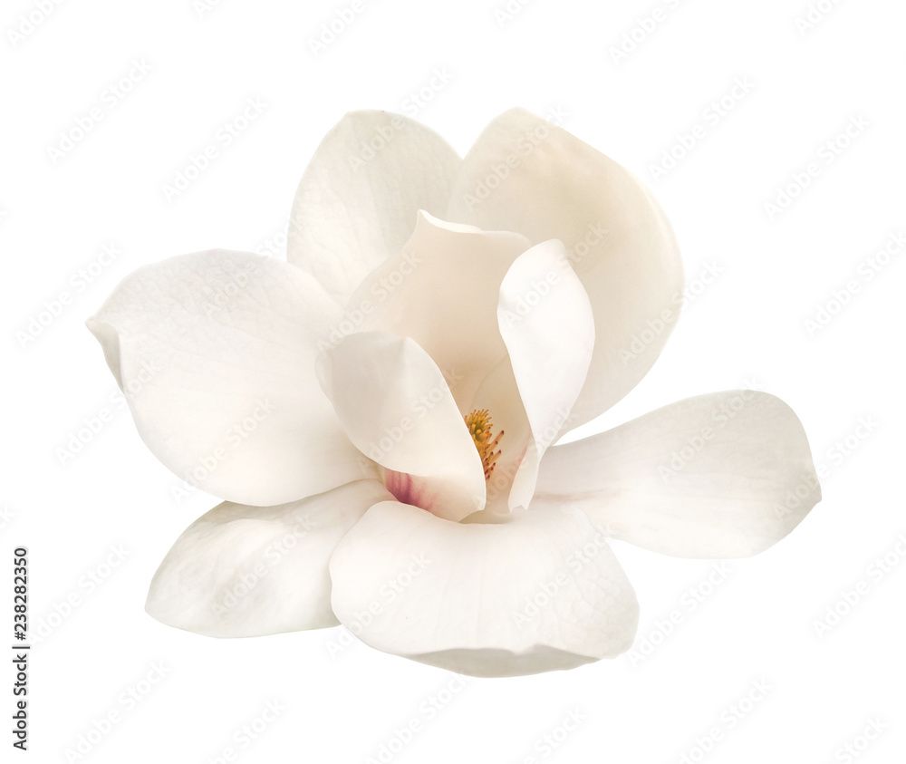 tender white magnolia flower isolated - obrazy, fototapety, plakaty 