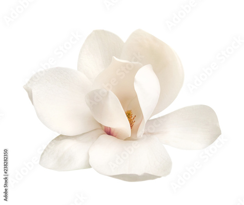 Fotografía tender white magnolia flower isolated