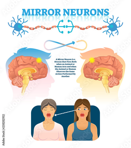 Fotomural Mirror neurons vector illustration