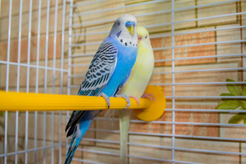 Pair of wavy parrots in a cage. Birds