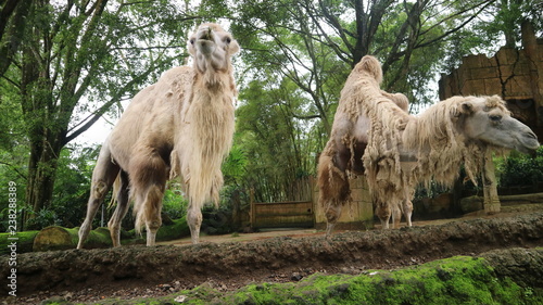 December 8 2018 White Camel Community In Taman Safari