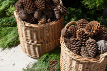 A Background With Pinecone