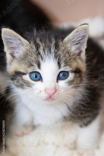 青い目の子猫のポートレート Adobe Stock でこのストック画像を購入して 類似の画像をさらに検索 Adobe Stock