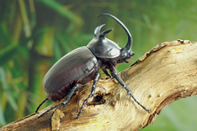 Beetle : Siamese Five-horned Beetle (Eupatorus Siamensis), An Endemic Species Of  Rhinoceros Beetles In Northeast (Isan) Thailand. Famous Exotic Pets For Fighting Game.